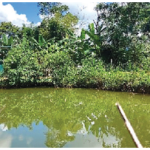 a-pond-with-trees-and-bushes-description-automati