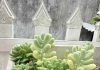 A plant in a pot AI-generated content may be incorrect.