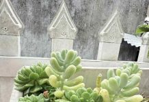 A plant in a pot AI-generated content may be incorrect.
