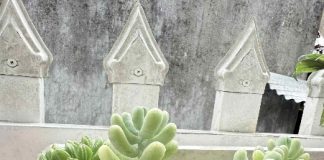 A plant in a pot AI-generated content may be incorrect.