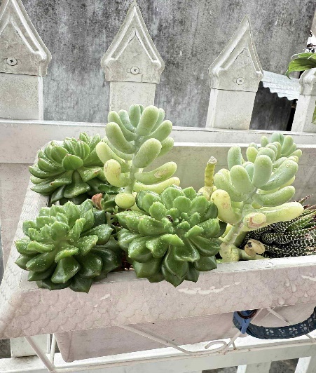 A plant in a pot

AI-generated content may be incorrect.